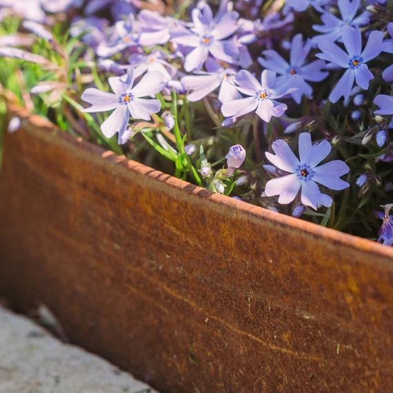 Corten acél Flexibilis ágyásszegély. Szálhossz 3 méter, magassága 20 cm.